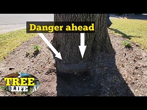 Stem Girdling root extraction. how to do this the right way.