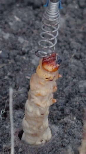 Catching Bardi Grubs | Australia’s Ultimate Bush Bait