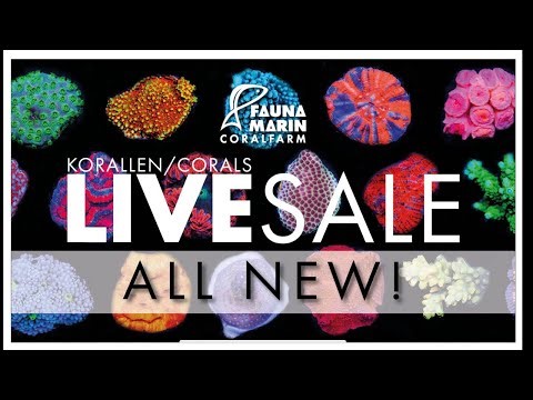 Fauna Marin Reef News Live Sale! Viele SPS und neue Korallen …