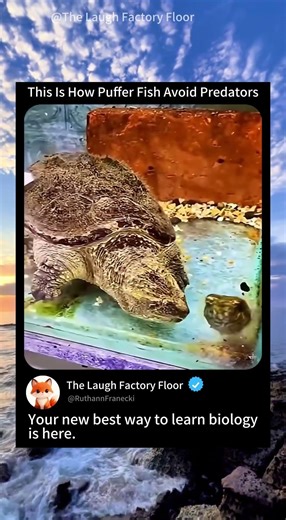 🐡This is how 🌊 puffer fish 🦈evades predators ⚠️ | MDCT