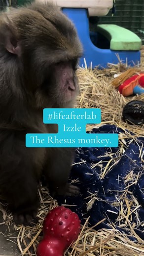 Primatesinc.com Primates Incorporated Helping monkeys be monkeys. #follow #like #share