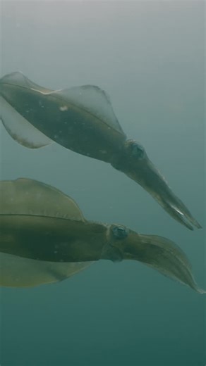 Dan Abbott on Instagram: "This was up there as one of the coolest things I’ve seen underwater. 🤩 While diving in Japan looking for sharks and rays, me @sarahsrealjob & @underwatercameraman come across a large number of squid, showing courtship behaviour, and then laying eggs on an underwater tree 😳 For a few moments, the rush to find sharks disappeared, and we sat there with our eyes wide open. Something I’ll remember for a long time. Filmed during our Netflix tour of the world #allthesharks"