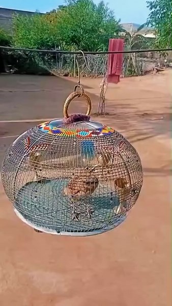 Irani jal lark bird 🐦