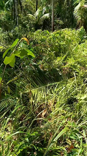 Maraming pagsubok sa farming, laban lang..wag panghinaan ng loob! #BagyongTino #aquilariafarming #AgarwoodFarming #agarwood #NatureLovers #plantnativetrees | Nestor Oraño Basa