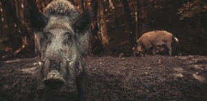 ‘One of the most damaging invasive species on Earth’: wild pigs release the same emissions as 1 million cars each year
