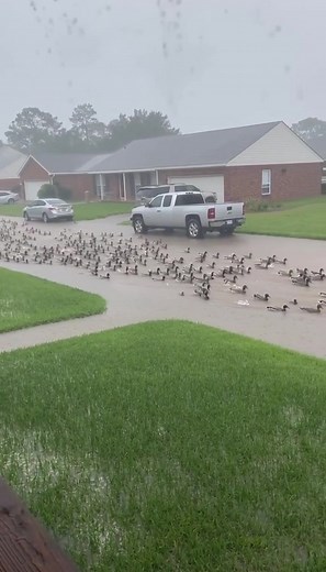 Neighbors in a Baton Rouge subdivision said they knew the street flooded — they just didn’t know it came with built-in ducks! Clips from this afternoon’s storm show a whole flock casually swimming down the road like it’s a lazy bayou, drifting past mailboxes and parked cars with water up to the rims. A few hop onto soggy lawns to shake off before sliding right back into the “canal” and floating away. Residents say the city might as well go ahead and name it Bayou Street at this point. #BatonRoug