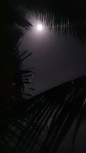 ZEDOW (@zedow1)’s videos with original sound - 💚💜luvisha💜💚
