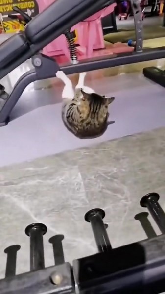 #sport #streching #fitness #fitnesscat #cat #exersise #inspiration #motivation #funnycats