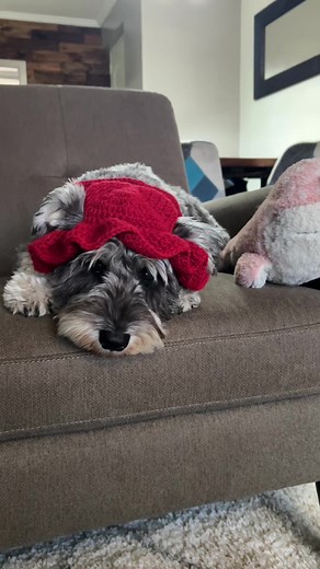 Gorro para Perro a Crochet: Tutorial Paso a Paso para Hacerlo
