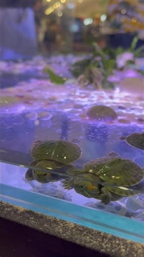 Little turtles having fun in the tank 💚