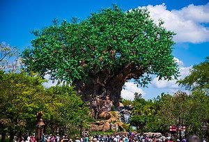 Kevin's Coming Back to Animal Kingdom!