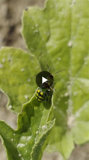 #cucumberbeetle #insects #entomology #crops #agriculture | Myles Gibson