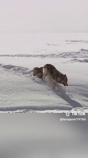 Secrets of Wolf Mating in Yellowstone