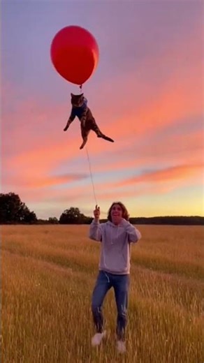 Helium Balloon Cat Launch Gone Wrong! 🎈🐱😂 #FunnyCats #CatShorts