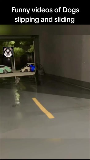 Funny Dog Videos: Slipping and Sliding Fun