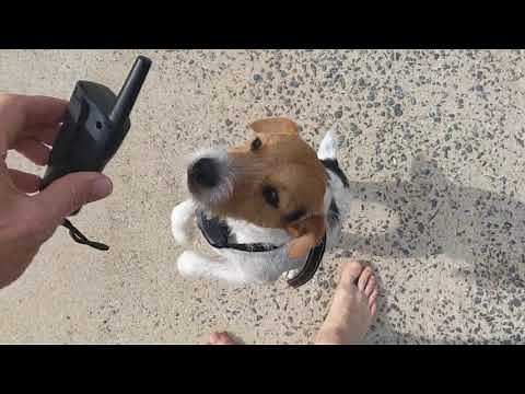 PATPET 320 Dog Shock Collar Review | It is so completely worth