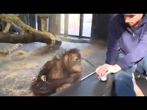 Orangutan laughing at a magic trick done by a visitor at the Barcelona Zoo