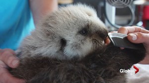 Rescued sea otter moves into nursery at Vancouver Aquarium - BC | Globalnews.ca