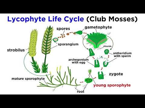 Lycophytes: Early Vascular Plants