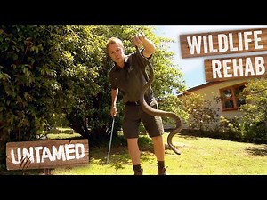 Top 5 Australia's Wild Animal Rescues | Untamed