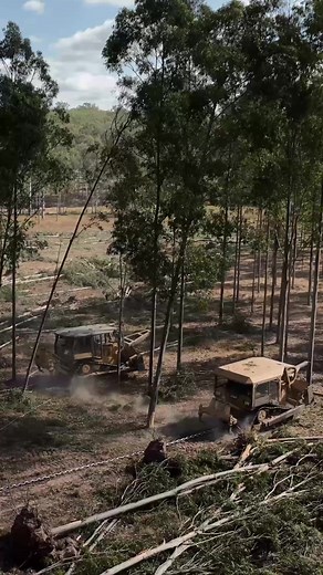 Forest DESTRUCTION! Bulldozer Chain Pulling Making Way For Farm Land #bulldozer #caterpillar #heavyequipment #tractor #dozeroperator #forestry #climatechange