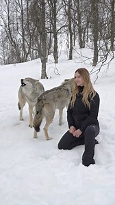 232K views · 18K reactions | In the frozen Arctic North of Norway, live a pack of European Wolves.. isolated and alone..  Anneka Svenska #wolf #wolfpack #wolves #wolfhowl #wolveshowling #arcticcircle #wolfgirl #scandinavia #norway #viking #vikings #fenrir #vikingwolf #shieldmaiden | Anneka Svenska | Facebook