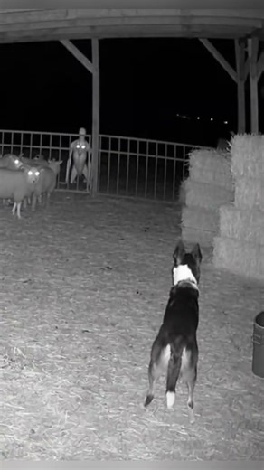 Dog vs Unknown Creature… Terrifying Encounter Caught on Camera