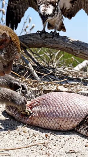 Get ready for an **ultimate** display of courage! This **shocking** video shows a tense standoff between a massive, engorged snake (possibly a python) and a brave monkey, all while an Osprey watches from above. The snake is clearly full, having swallowed something huge. The **unbelievable** moment comes as the monkey, ignoring the danger, starts pulling at the snake's skin, forcing it to regurgitate its meal! The **hidden** truth is revealed: the snake had swallowed a smaller bird! The osprey sw