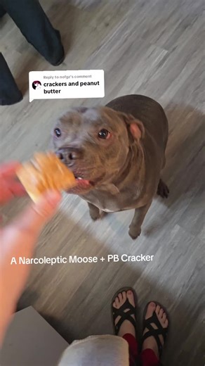Narcoleptic Moose vs PB Cracker: An Unforgettable Moment