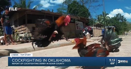 Animal groups claim officials could've stopped suspected cockfighting derby
