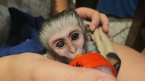 11K views · 294 reactions | Baby boy around 4 weeks old with 8 teeth, unknown story but possible snare. Has head trauma, a cut along the ear, an open wound on his leg and a cloudy eye . Pretty out of it to begin with but started walking around after a nap. Dehydrated on arrival but loves rehydration and takes milk well | The Vervet Forest | Facebook