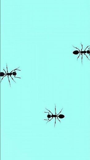 Cat Games! Catching Realistic Ants 🐜 Insects for Cats to Watch #cat #insects #catgames #ants #cats