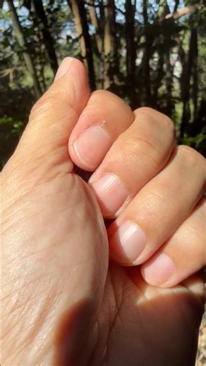 I found a tiny REAL LIFE dinosaur!