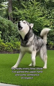 Husky Attitude Decoded: What Your Dog’s Behavior Really Says