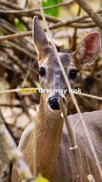 Musk Deer | Species in News |