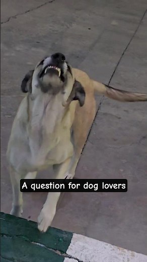 What do you understand from the dog's behaviour 🤔?