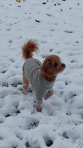 KNITTING PATTERN Dog Sweater*winter Dog Sweater*sweater for Dog*warm and Stylish*easy-to-follow - Etsy