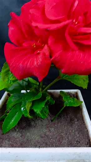 6.7K views · 39 reactions | Grow beautiful hibiscus at home | Easy gardening for beginners | 100% success tips #fblifestyle #shortsvideos #hilights #share #reelsviralシ | Amd MultiMedia | Facebook