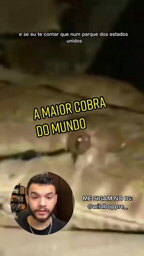 A Maior Cobra do Mundo: Medusa, a Piton de 7,67 Metros