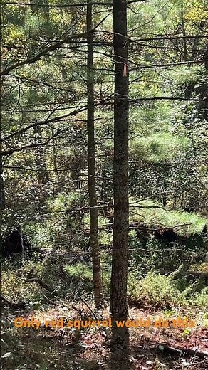 Red squirrel ultimate dance