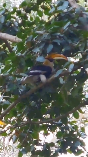 #birds #shorts #ytshorts #shortsfeed #art #love #nature #jimcorbett