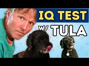 How Smart Is Your Dog? Dog IQ Test With Tula