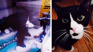 Cat recovering after sneaking into washing machine, surviving wash cycle