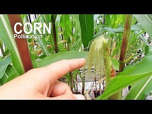 How to Hand Pollinating CORN