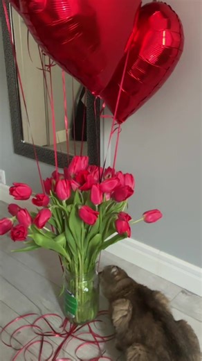 прекрасных девушек с прекрасным праздником ❤️ #цветы #кошка #8марта #весна #хочуврекомендации