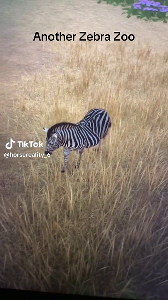 Exploring Planet Zoo: The Zebra Edition