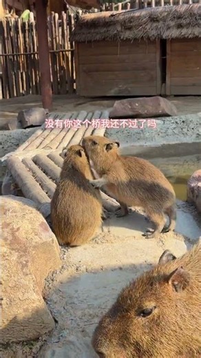 Capybara Showdown: Capibara vs Hua Hua - Whodunnit? CapybaraBattle PetFights AnimalClash