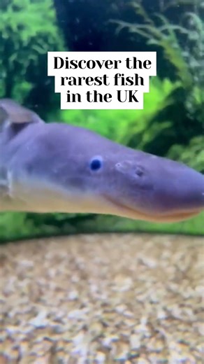 Discovering the Elusive Aba Aba Knifefish