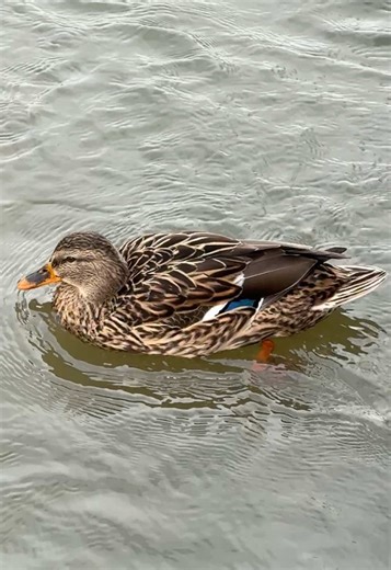 Female mallard swimming against the water #waterfowl #ducks #mallardducks #ducksoftiktok🦆 #waterfowlphotography