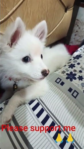 Doggu 28th# viral video # Fighting with others dog # boom cute puppy viral@